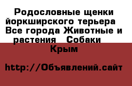 Родословные щенки йоркширского терьера - Все города Животные и растения » Собаки   . Крым